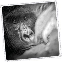 Foto Ruanda i Congo Goril·les, ximpanzés i volcà Nyiragongo