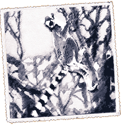 Foto Madagaskar Zortzigarren kontinentea