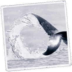 Foto Quebec Baleen ibilbidea  eta Gaspesieko  parkeak