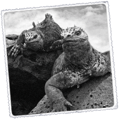 Foto Las Galápagos Por mar y a pie en las 