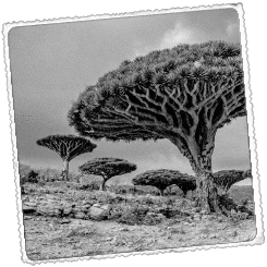 Foto Isla de Socotra Paraíso olvidado  en el Índico