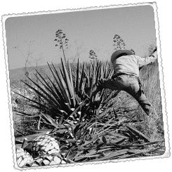 Foto México lindo Tesoros coloniales, Pueblos Mágicos y las Barrancas del Cobre