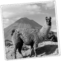 Foto Nord de Xile i l'illa de Pasqua De l’altiplà a la Polinèsia xilena