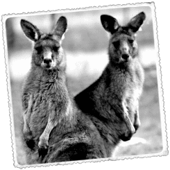 Foto Australiako hegoaldea eta Tasmania Beste mundu bat