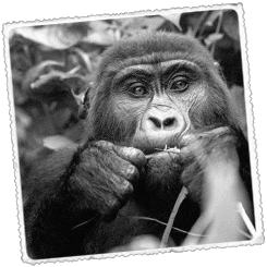 Foto Uganda Gorilas de montaña  y Parques Nacionales